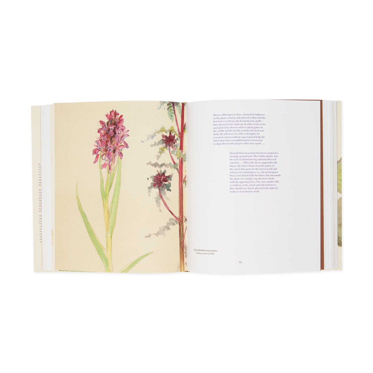 MoMA Hilma af Klint What Stands Behind the Flowers Hardcover Book